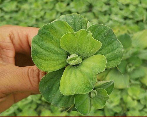 水生植物养护指南（探索水生植物品种，实现养殖、环保）