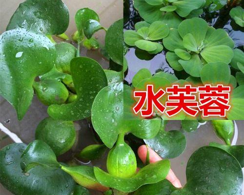 水生植物养护指南（探索水生植物品种，实现养殖、环保）