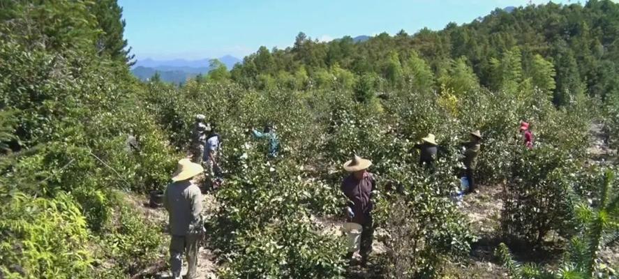 油茶树种植条件详解（创建适宜油茶生长的生态环境）