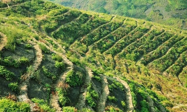 油茶树种植条件详解（创建适宜油茶生长的生态环境）