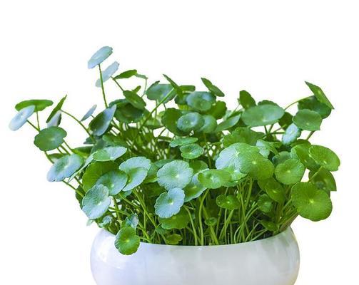 家养水培植物推荐（8种适合在家水培的绿色植物）