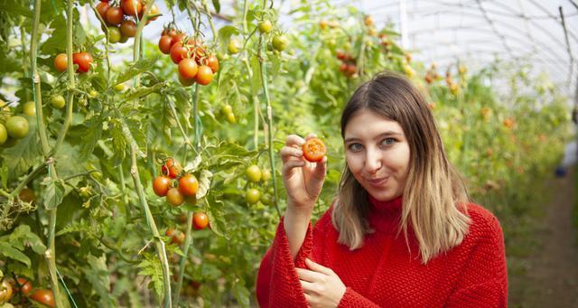 小番茄的种植技术（掌握这些技巧，让你的小番茄更甜更多产）
