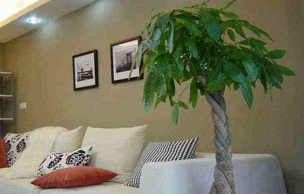 打造舒适客厅，这些植物不容错过（如何选择适合客厅的植物及其养护要点）