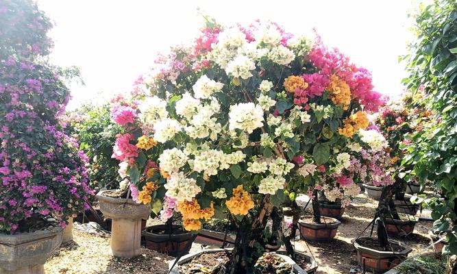 如何选择适合自己的三角梅品种（从颜色、花型和养护难易度三方面出发，让你轻松选出心仪的三角梅）