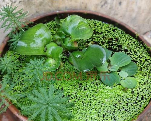 狐尾藻的水培种植技巧（简单实用的方法，让你轻松养殖狐尾藻）