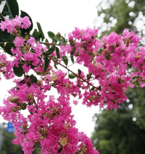 百日红开花时间及特点（观察百日红，了解花开季节和生长规律）