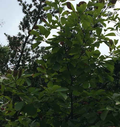 紫玉兰是常绿还是落叶？（解读紫玉兰的生长特点与习性）