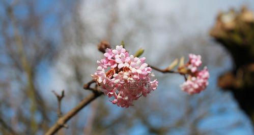 迎接春天，盛开花海（常见花卉品种一览）