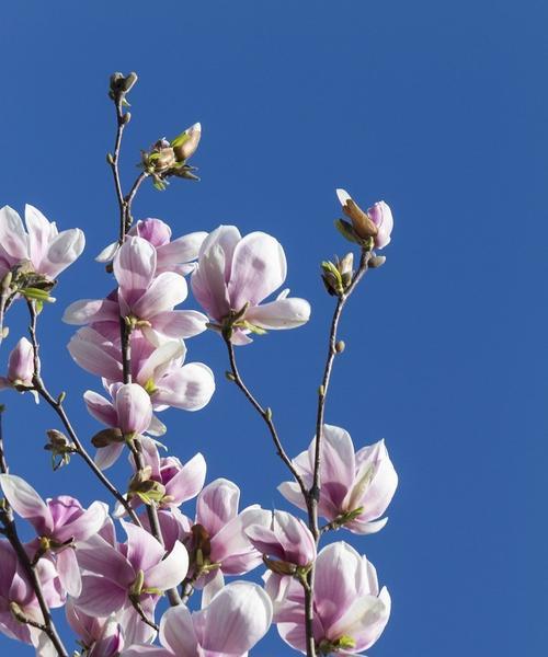 迎接春天，盛开花海（常见花卉品种一览）