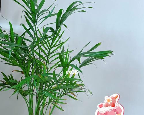 散尾葵——容易养活的植物（适合初学者的养护技巧）