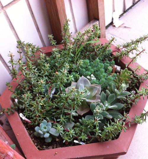 多肉植物移植指南（从选盆到养护，一篇文章教你如何正确移植多肉植物）