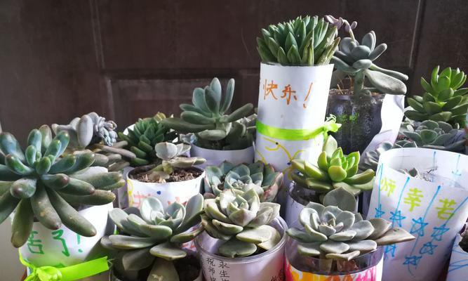多肉植物移植指南（从选盆到养护，一篇文章教你如何正确移植多肉植物）