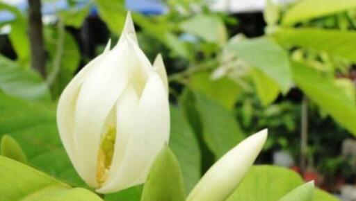白兰花的养殖全攻略（从选苗到繁殖，轻松打造花园中最美的白兰花花坛）