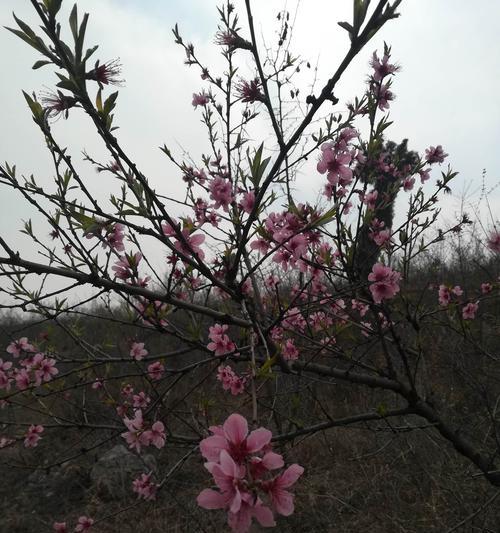 桃花的花语与象征意义（揭开桃花的神秘面纱，探寻其深意）