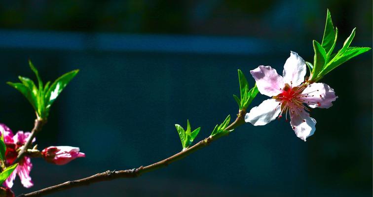 桃花花语探析（桃花花语的深层含义及其传承）