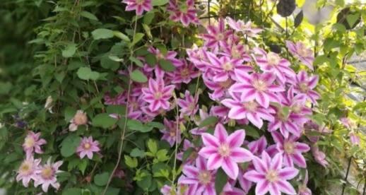 铁线莲花，坚韧不拔的爱与希望之花（坚持、生命力、美丽与祝福）