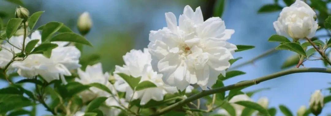 荼蘼花的花语和象征（探寻荼蘼花的深层内涵）