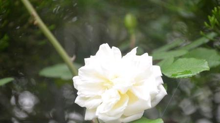 荼蘼花（传说中的神秘花朵，寄托着爱与永恒）