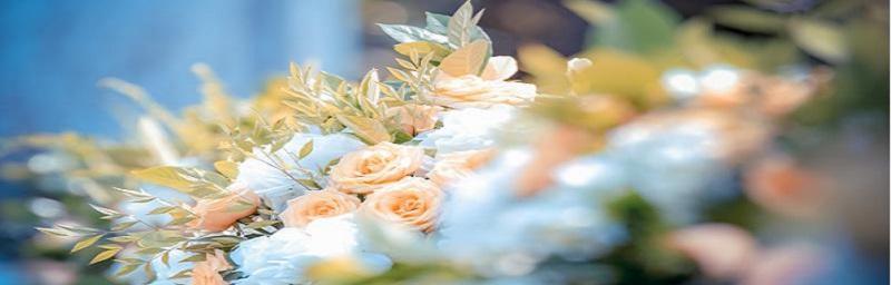 探寻菟丝花的意义与美（菟丝花的象征与生命之美）