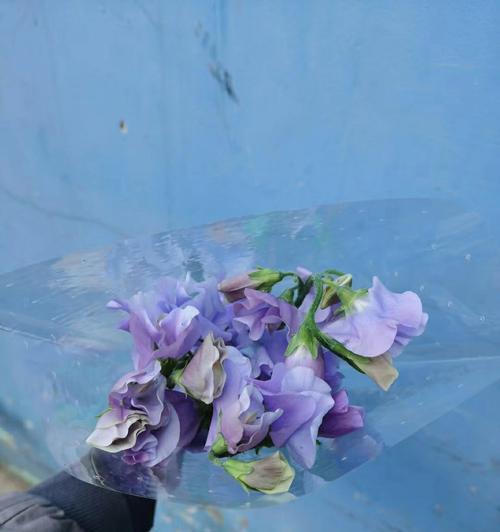 豌豆花的花语与象征意义（揭开豌豆花的神秘面纱，了解其丰富多彩的花语）