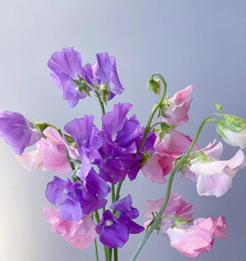 豌豆花的花语与象征意义（揭开豌豆花的神秘面纱，了解其丰富多彩的花语）