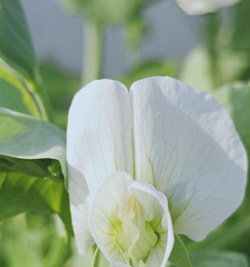 豌豆花的花语与象征意义（揭开豌豆花的神秘面纱，了解其丰富多彩的花语）
