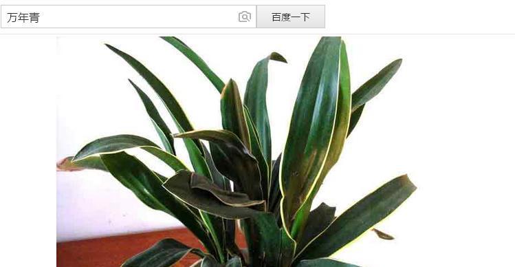 万年青的象征意义及其重要性（探索万年青在文化、生态和美学中的多重含义）