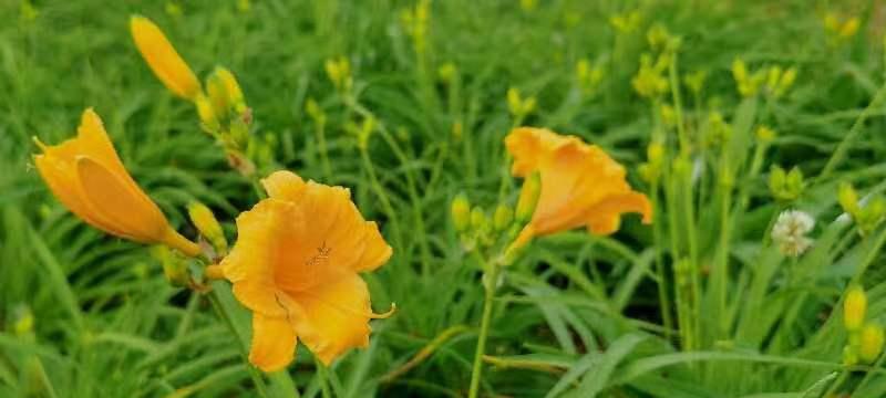 忘忧草（悠扬的花魂，抚慰心灵的草药）