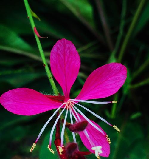 五叶草的花语（探寻五叶草的神奇力量）