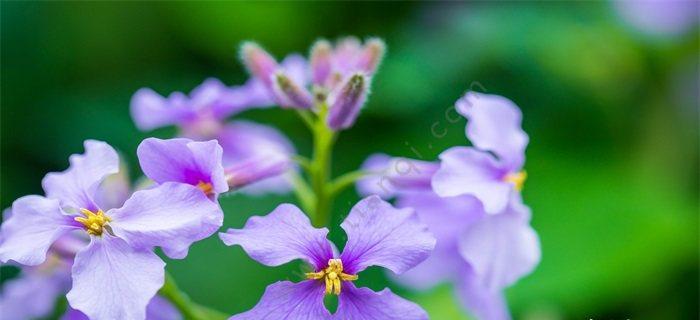 五叶草的花语（探寻五叶草的神奇力量）
