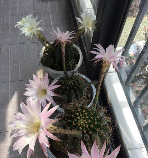 以仙人球开花的寓意及象征意义（探寻仙人球花开之美与内涵）