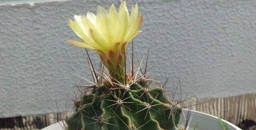 以仙人球开花的寓意及象征意义（探寻仙人球花开之美与内涵）
