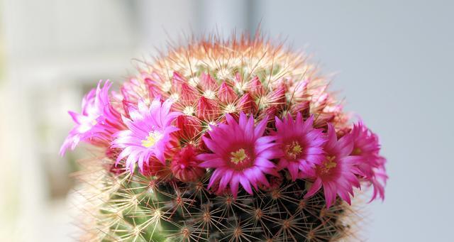 仙人球开花的神秘寓意（探寻仙人球花开的奥秘与象征意义）