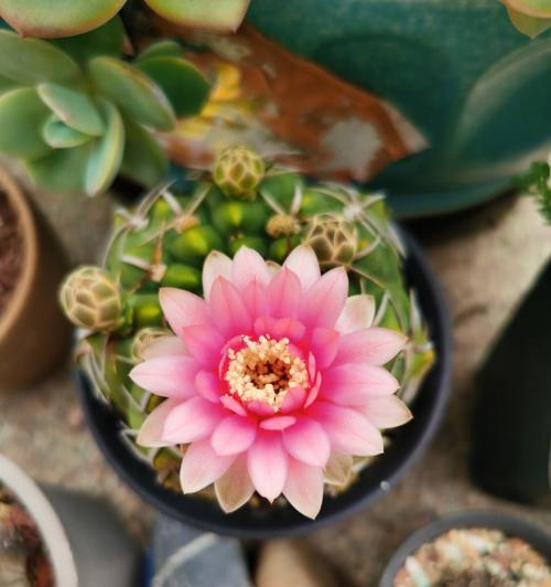仙人球开花的寓意（探索仙人球开花背后的象征意义）