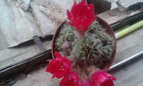 仙人球开花的寓意（探索仙人球开花背后的象征意义）
