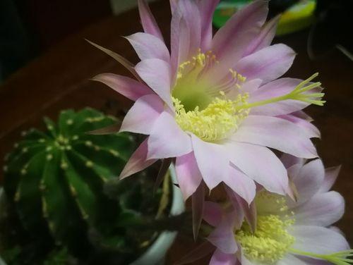 仙人球开花的寓意（探索仙人球开花背后的象征意义）