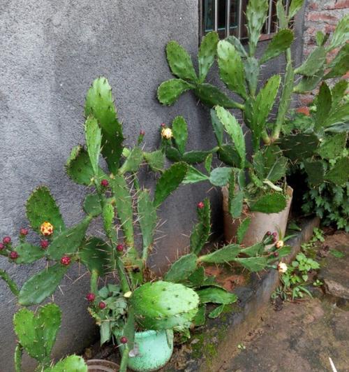 探寻仙人掌的神秘寓意（揭开仙人掌的生命智慧和生存哲学）