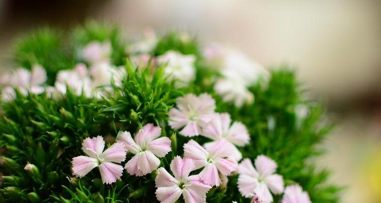相思梅花语与寓意（相思梅花的深情表达与美丽意象）