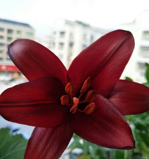 百合花的寓意与象征意义（解读百合花的寓意及其在文化中的角色）