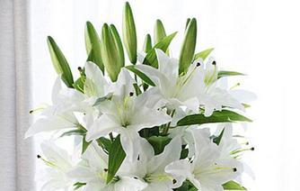香水百合花语与寓意（探究香水百合的花语及其象征意义）