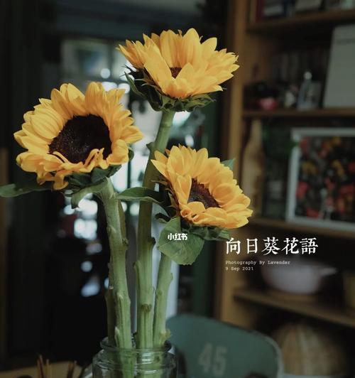 向日葵花语的含义与象征（探索向日葵花语的深层内涵）