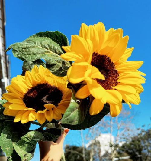 向日葵花语的意义与传承（探寻向日葵在文化中的独特象征）