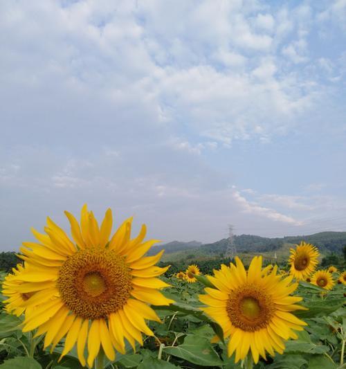 向日葵花语与寓意——忠诚与阳光的化身（探寻向日葵的花语和寓意，揭示其象征的美好品质）