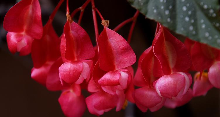 竹节秋海棠花语——生命坚韧的象征（竹节秋海棠，秋天里的坚强之花）