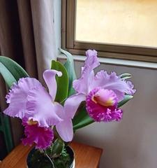 紫色泰国洋兰的花语（探寻紫色泰国洋兰背后的花语，揭示其祝福与魅力之道）