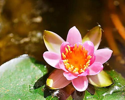 紫睡莲（追寻梦幻之花的美丽与神秘）