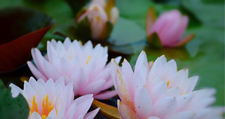 紫睡莲（追寻梦幻之花的美丽与神秘）
