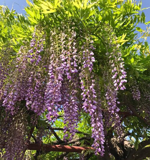 紫藤花的花语及其美丽传说（紫藤花开放的意义与传承的故事）