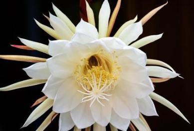 昙花的花意义与寓意（探寻昙花的内涵及象征意义）