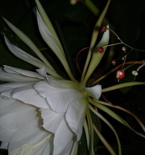 昙花的花意义与寓意（探寻昙花的内涵及象征意义）